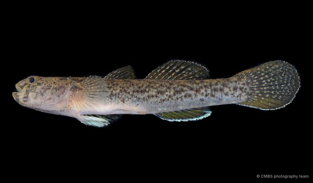 Eugnathogobius illotus•&copy; CMBS photography team•All Rights Reserved