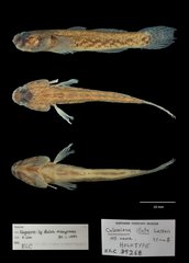 Eugnathogobius illotus•&copy; Shivaram Rasu•All Rights Reserved