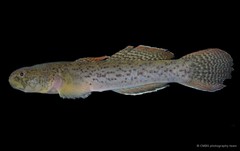 Eugnathogobius variegatus•&copy; CMBS photography team•All Rights Reserved