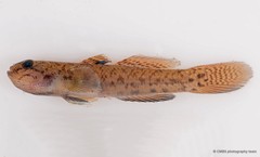 Eugnathogobius variegatus•&copy; CMBS photography team•All Rights Reserved
