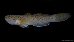 Eugnathogobius variegatus•&copy; CMBS photography team•All Rights Reserved
