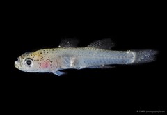 Gobiopterus birtwistlei•&copy; CMBS photography team•All Rights Reserved