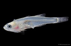 Gobiopterus birtwistlei•&copy; CMBS photography team•All Rights Reserved