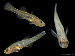 Gobiopterus brachypterus•&copy; CMBS photography team•All Rights Reserved