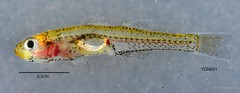 Gobiopterus brachypterus•&copy; Yi Youguang•All Rights Reserved