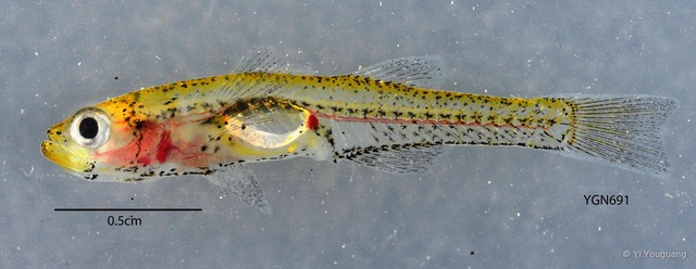 Gobiopterus brachypterus•&copy; Yi Youguang•All Rights Reserved