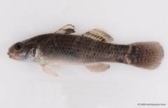 Hemigobius melanurus•&copy; CMBS photography team•All Rights Reserved