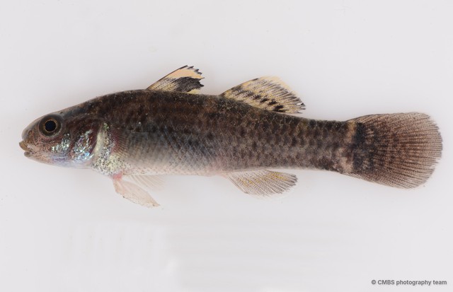 Hemigobius melanurus•&copy; CMBS photography team•All Rights Reserved