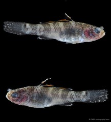 Hemigobius melanurus•&copy; CMBS photography team•All Rights Reserved