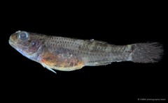 Hemigobius melanurus•&copy; CMBS photography team•All Rights Reserved