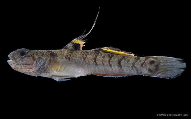 Mugilogobius chulae•&copy; CMBS photography team•All Rights Reserved
