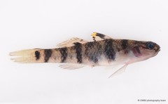 Mugilogobius fasciatus•&copy; CMBS photography team•All Rights Reserved