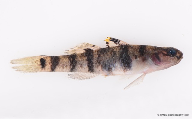 Mugilogobius fasciatus•&copy; CMBS photography team•All Rights Reserved