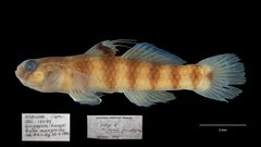 Mugilogobius fasciatus•&copy; Shivaram Rasu•All Rights Reserved