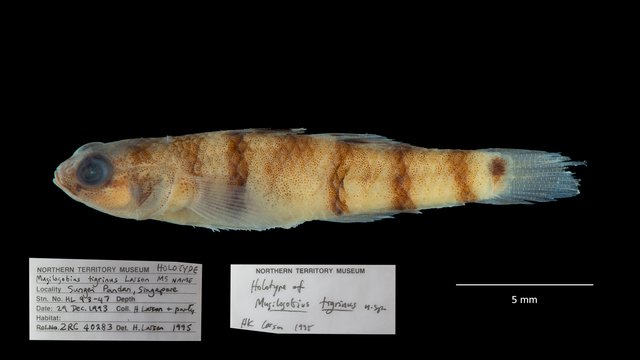 Mugilogobius tigrinus•&copy; Shivaram Rasu•All Rights Reserved