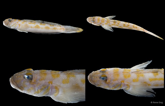 Oxyurichthys sp. "SEA-4072"•&copy; Rene Ong•All Rights Reserved