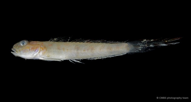 Oxyurichthys papuensis•&copy; CMBS photography team•All Rights Reserved
