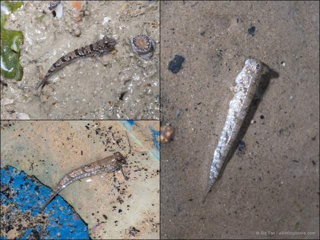 Periophthalmus gracilis•&copy; Ria Tan•All Rights Reserved
