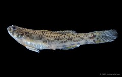 Pseudogobius poicilosoma•&copy; CMBS photography team•All Rights Reserved