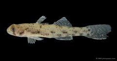 Pseudogobius poicilosoma•&copy; CMBS photography team•All Rights Reserved