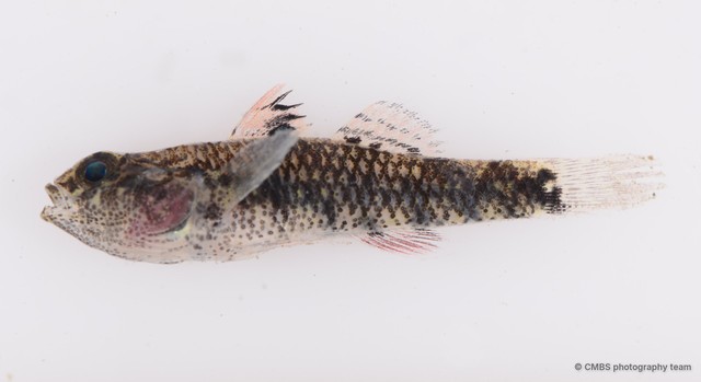 Redigobius bikolanus•&copy; CMBS photography team•All Rights Reserved