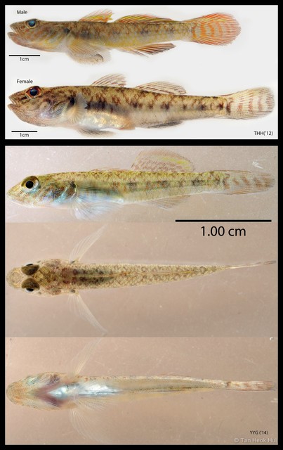 Rhinogobius similis•&copy; Tan Heok Hui•All Rights Reserved