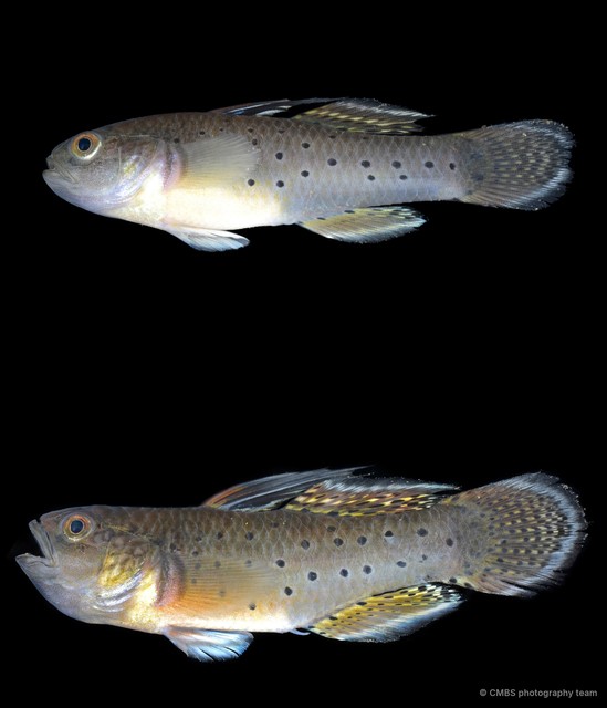 Stigmatogobius sadanundio•&copy; CMBS photography team•All Rights Reserved