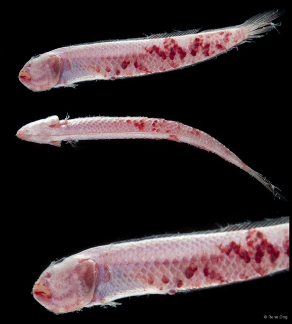Trypauchenichthys sumatrensis•&copy; Rene Ong•All Rights Reserved