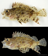 Centrogenys vaigiensis•&copy; CMBS photography team•All Rights Reserved