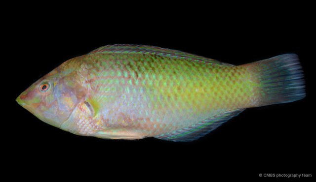 Labridae sp. "SS-3712"•&copy; CMBS photography team•All Rights Reserved
