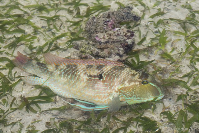 Choerodon oligacanthus•&copy; Marcus Ng Fu Chuan•All Rights Reserved