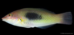 Halichoeres chloropterus•&copy; CMBS photography team•All Rights Reserved