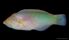 Halichoeres chloropterus•&copy; CMBS photography team•All Rights Reserved