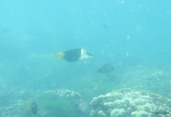 Hemigymnus melapterus (Bloch, 1791)