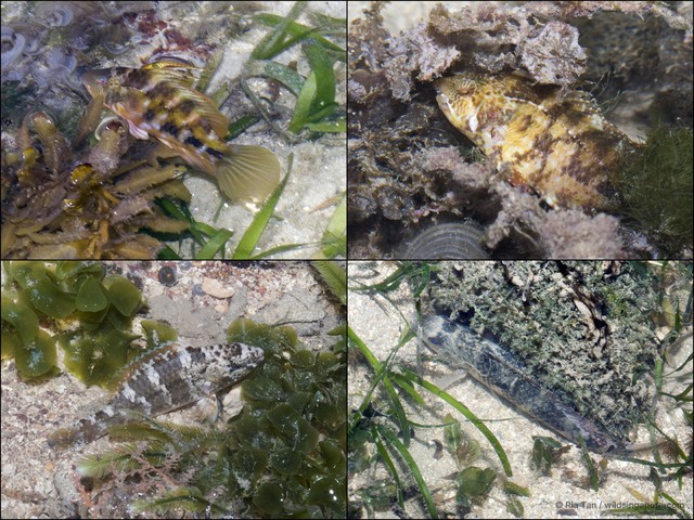 Pteragogus sp. "0c4fc573"•&copy; Ria Tan•All Rights Reserved