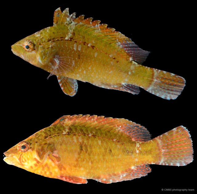 Pteragogus sp. "SS-4836"•&copy; CMBS photography team•All Rights Reserved