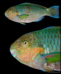 Scarus rivulatus Valenciennes, 1840