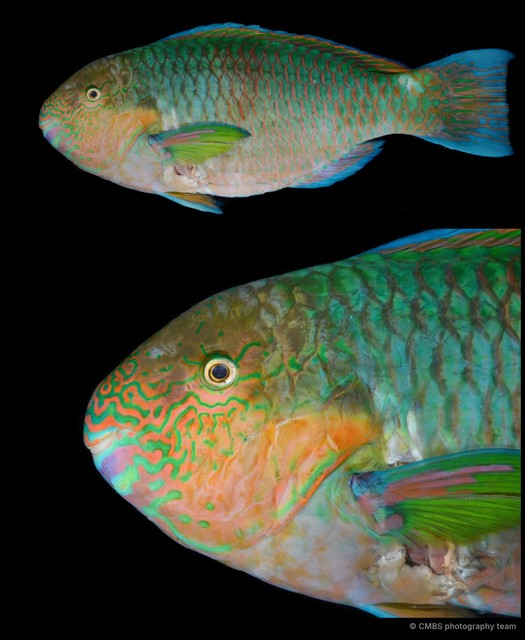 Scarus rivulatus•&copy; CMBS photography team•All Rights Reserved