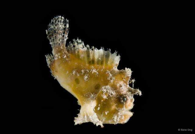 Antennariidae sp. "SEA-2637"•&copy; Rene Ong•All Rights Reserved