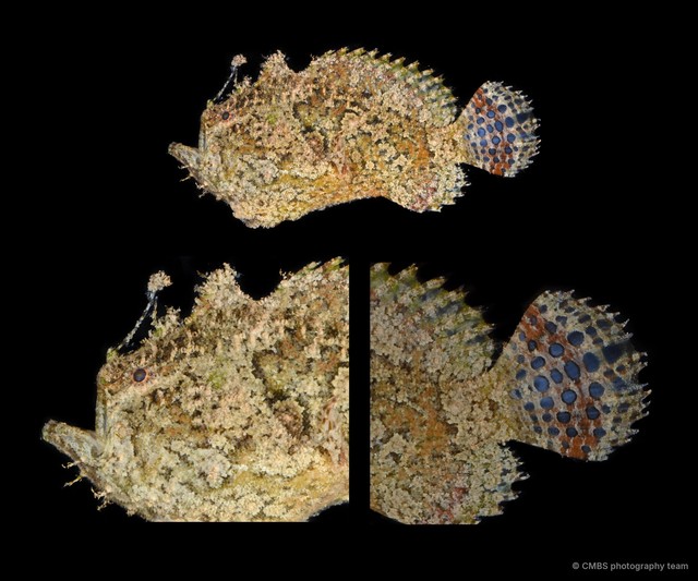 Antennariidae sp. "SS-1443"•&copy; CMBS photography team•All Rights Reserved