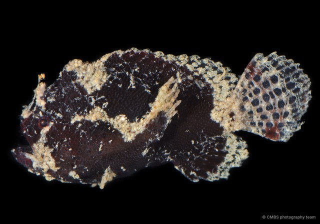 Antennariidae sp. "SS-1444"•&copy; CMBS photography team•All Rights Reserved