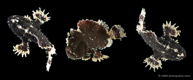 Antennariidae sp. "SS-1902"•&copy; CMBS photography team•All Rights Reserved