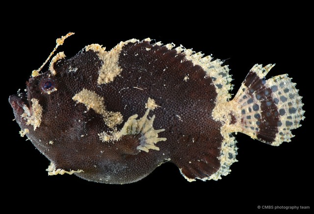 Antennariidae sp. "SS-3178"•&copy; CMBS photography team•All Rights Reserved