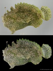 Antennariidae sp. "SS-3193"