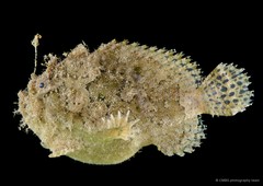 Lophiocharon trisignatus•&copy; CMBS photography team•All Rights Reserved