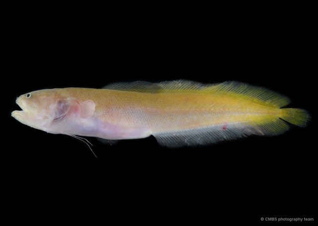Ungusurculus riauensis•&copy; CMBS photography team•All Rights Reserved