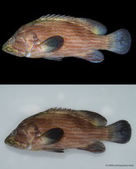 Cephalopholis formosa•&copy; CMBS photography team•All Rights Reserved