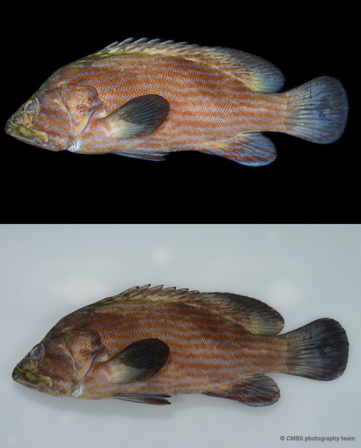 Cephalopholis formosa•&copy; CMBS photography team•All Rights Reserved