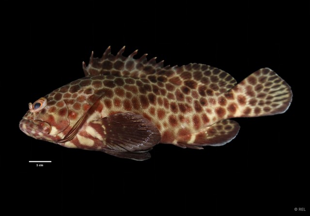Epinephelus quoyanus•&copy; REL•All Rights Reserved