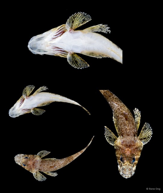 Platycephalidae sp. "5313TB3-076"•&copy; Rene Ong•All Rights Reserved